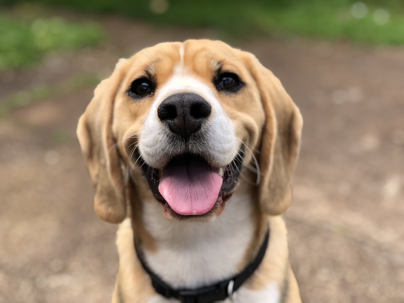 Smart Pet Feeder Outage Leaves Thousands of Pets Unfed, Exposing the Fragility of Cloud IoT Devices