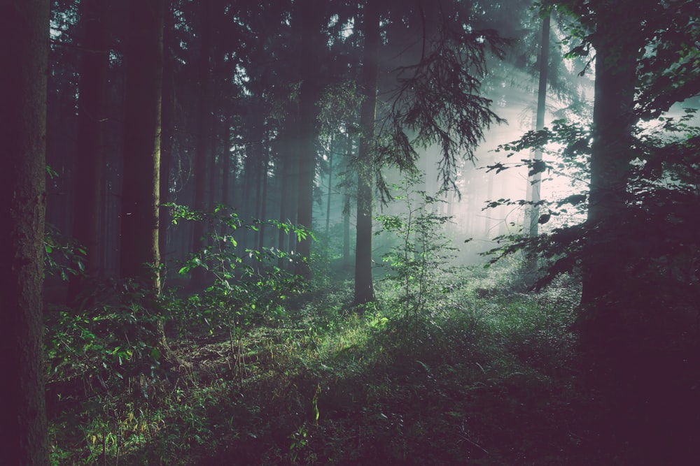 Dismantling US Roadless Rule Threatens Wildlife Habitats and Water Quality